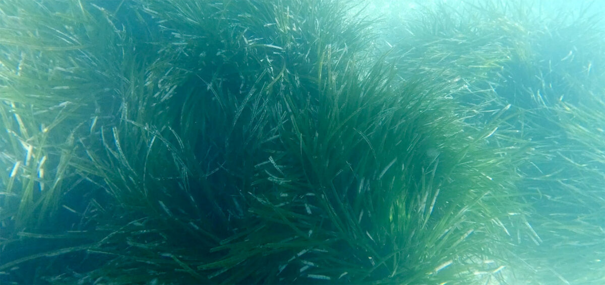 posidonia oceanica