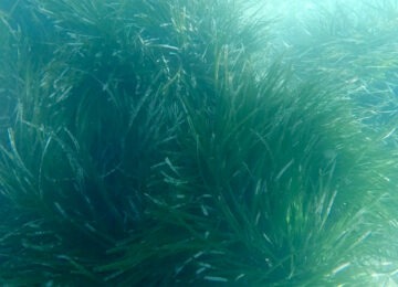 posidonia oceanica