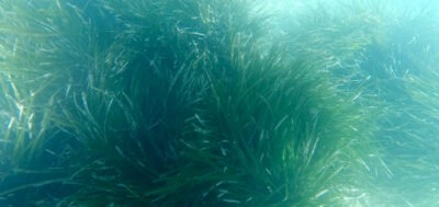 posidonia oceanica