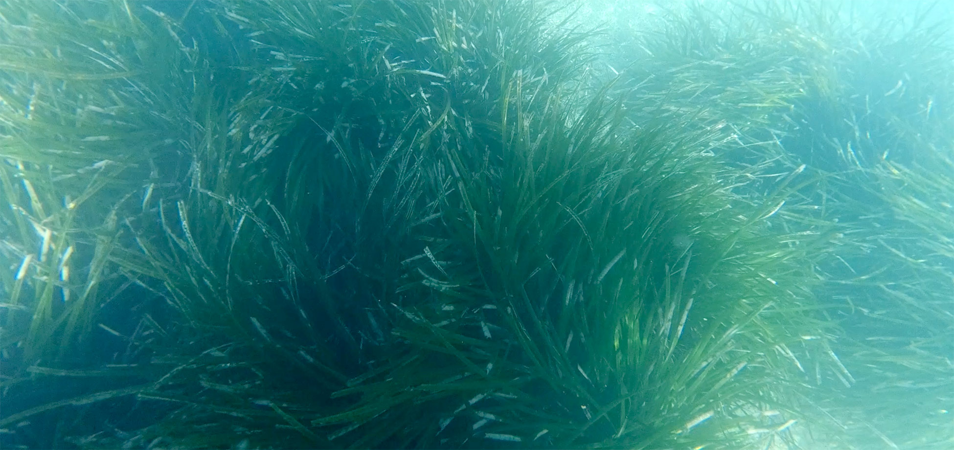 posidonia oceanica